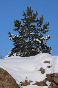 Low angle view of snow covered tree against sky