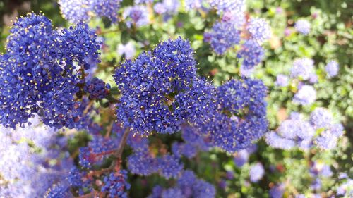 Close-up of purple flowers