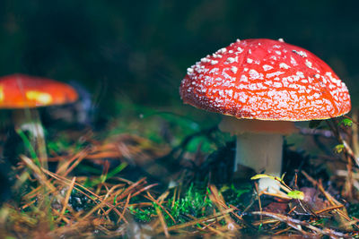 fungus