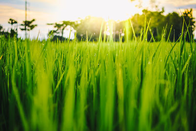Grass growing on grassy field