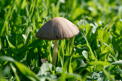 Close-up of mushroom growing on field