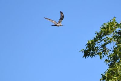 Low angle view of hawk flying against sky