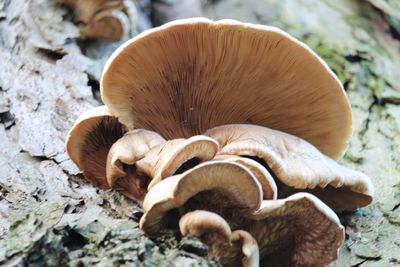 Close-up of mushrooms