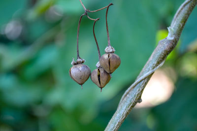 Close-up of fruits hanging on tree