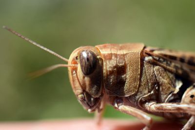 Close-up of insect