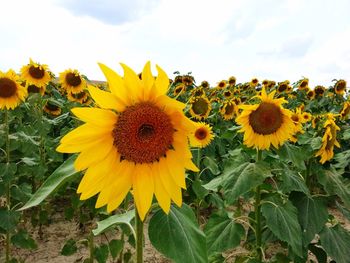 Sunflower blooming in field