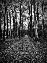 Trees in forest against sky