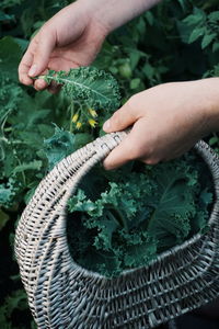 Cropped hands of woman holding basket while picking kale at vegetable garden