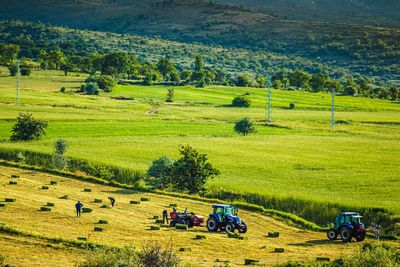 High angle view of agricultural field