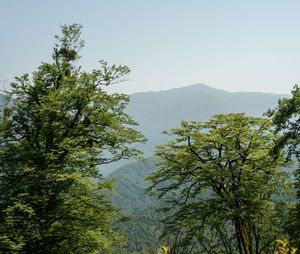 Trees in forest against clear sky