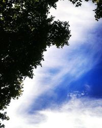 Low angle view of silhouette tree against sky