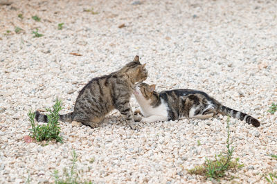 Cats on field with stones