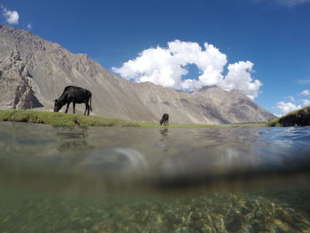 View of horses on mountain against sky