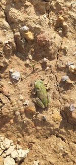 View of lizard on rock