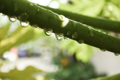 Close-up of water drops on leaf