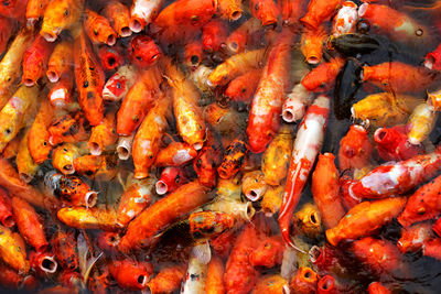 High angle view of koi carps swimming