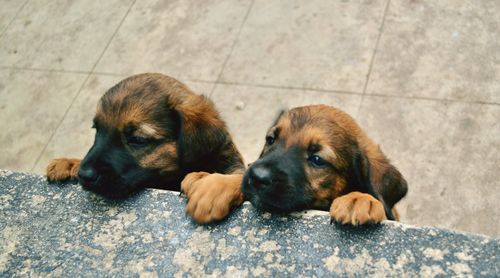 Dog lying on floor