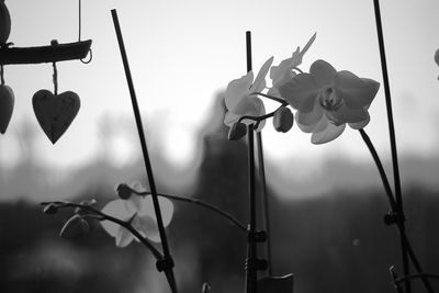 Close-up of rose plant against sky