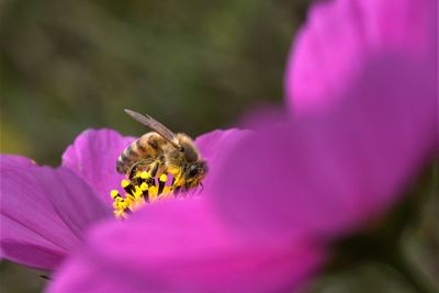 Close-up of bee pollinating on purple flower