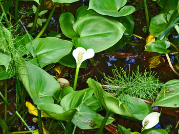 Close-up of green plants in water
