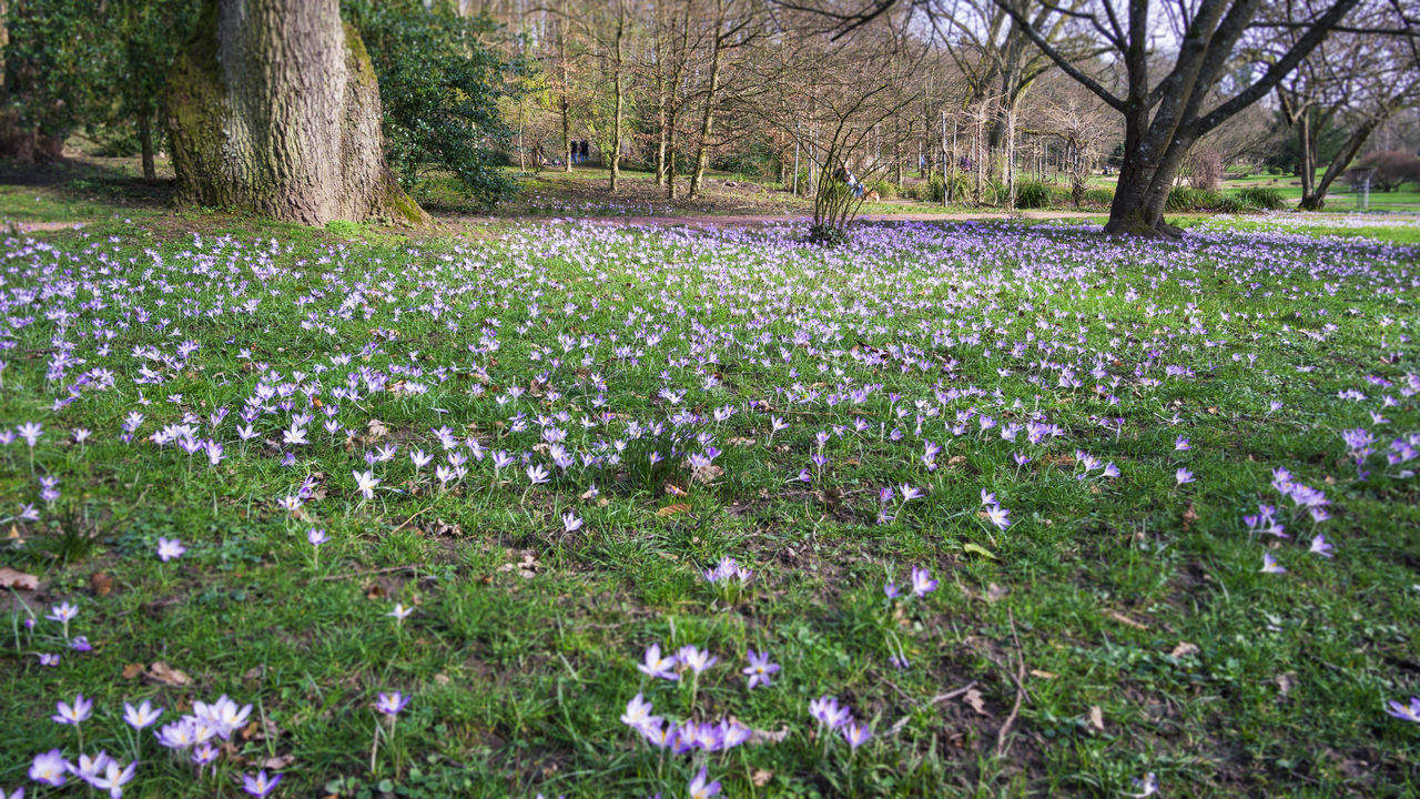 VIEW OF FLOWERING PLANTS ON FIELD