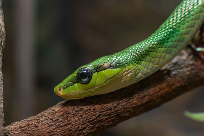 Close-up of green snake on branch