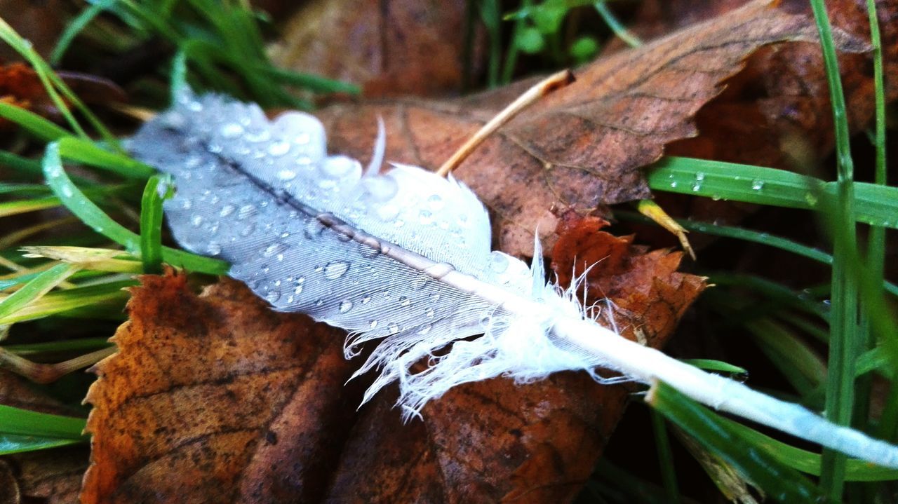 close-up, focus on foreground, leaf, nature, mushroom, fungus, selective focus, plant, wood - material, day, outdoors, growth, high angle view, fragility, grass, green color, no people, dry, leaf vein, season