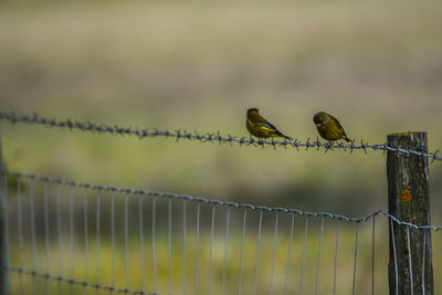 Close-up of birds perching on barbed wire