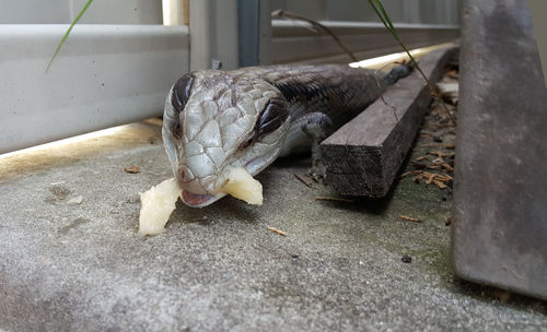 Close-up of lizard