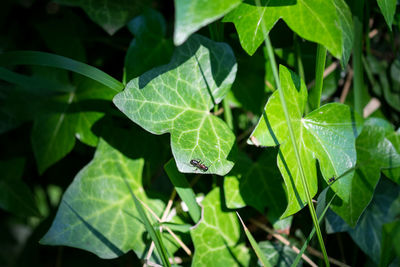 Close-up of leaves