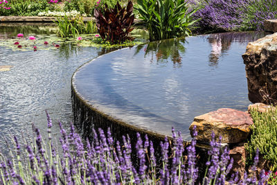 Reflection of plants in water