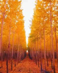 Panoramic view of trees in forest during autumn