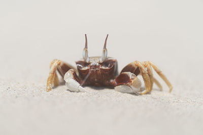 Close-up of crab against white background