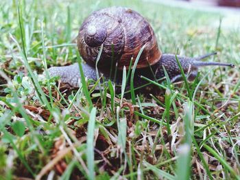 Close-up of snail on grassy field