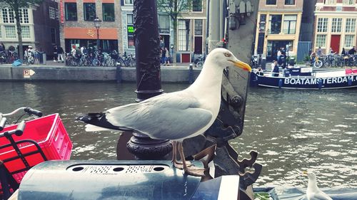 Close-up of swan perching on boat in city