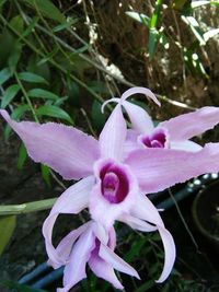 Close-up of flower blooming outdoors