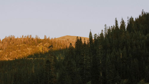 Plants growing on land against sky