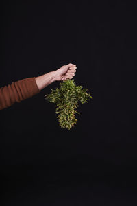 Cropped hand of person holding plant against black background