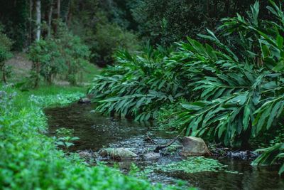 Scenic view of river amidst trees in forest