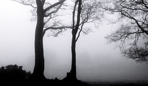 Bare trees in park