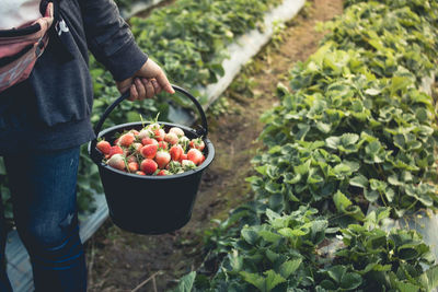 Low section of man with strawberries in basket