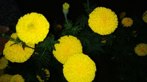 Close-up of yellow flowers