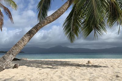 Palm trees on beach against sky