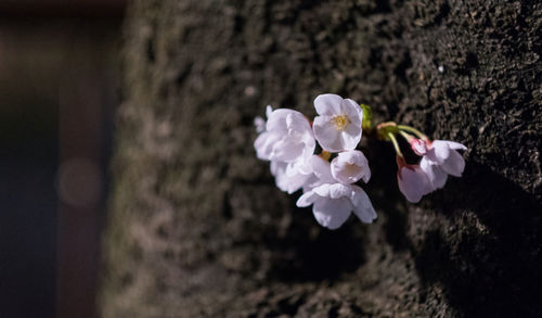 Close-up of flowers blooming on tree