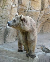 Polar bear against rock in zoo