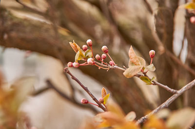 Close-up of plant