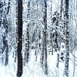 Snow covered pine trees in forest during winter