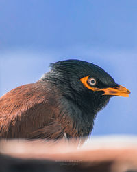 Close-up of a bird looking away against blue sky