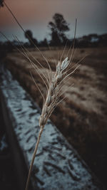 Close-up of wheat growing on field against sky