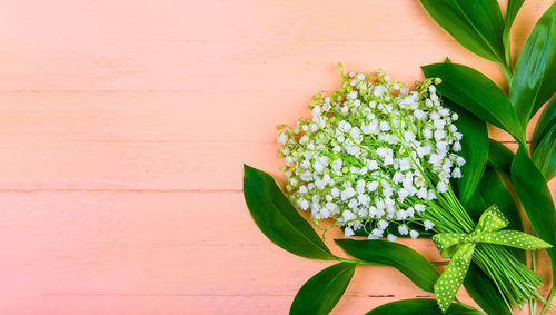 Close-up of white flowering plant